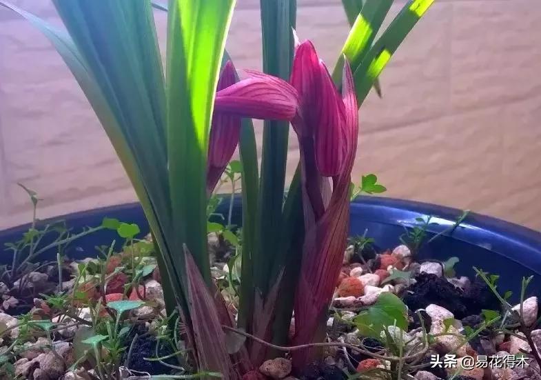 莲瓣兰的花和春剑的花有什么区别,春剑春兰莲瓣兰豆瓣兰怎么区分