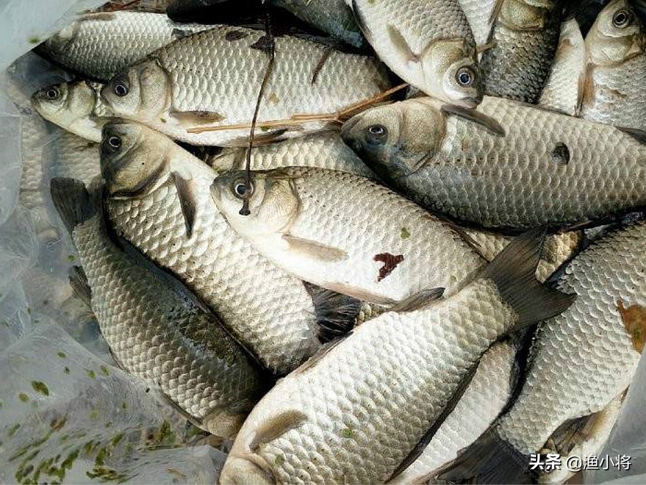 既实惠又好用的酒米窝料,麝香酒米窝料测试