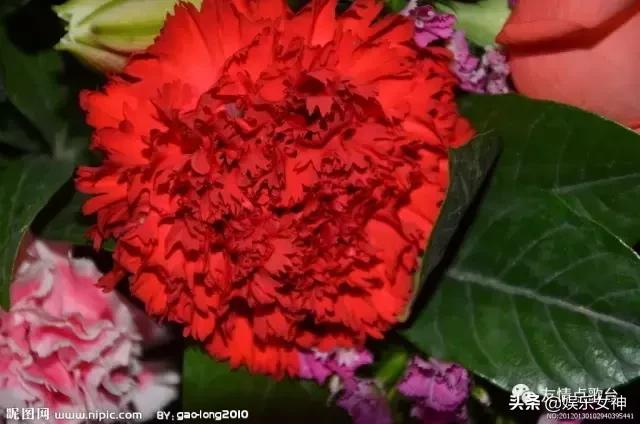 送给老师教师节礼物康乃馨,康乃馨教师节祝福语简短10字