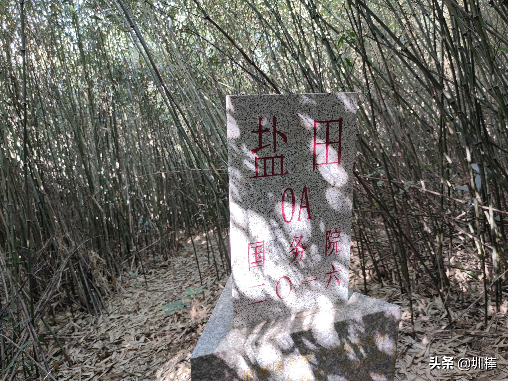 爬深圳山,爬深圳莲花山公园