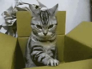 猫咪被家暴怎么走出心理阴影,对猫实施过暴力怎么办