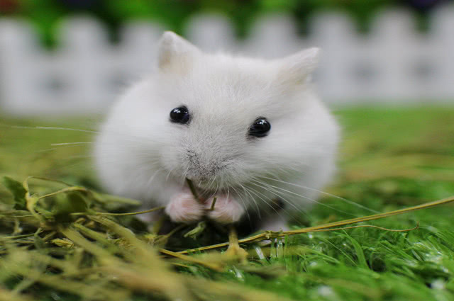 怎么防止仓鼠吃鼠宝宝,公仓鼠把母鼠宝宝吃了怎么办