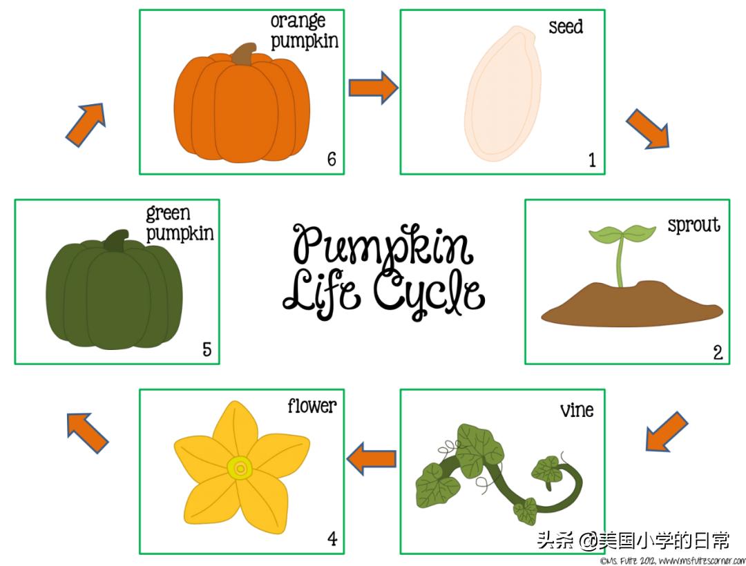 一个南瓜引发的学习激情，为何让美国孩子如此着迷？