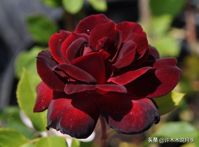 世上有黑色的花吗,世上有黑玫瑰吗