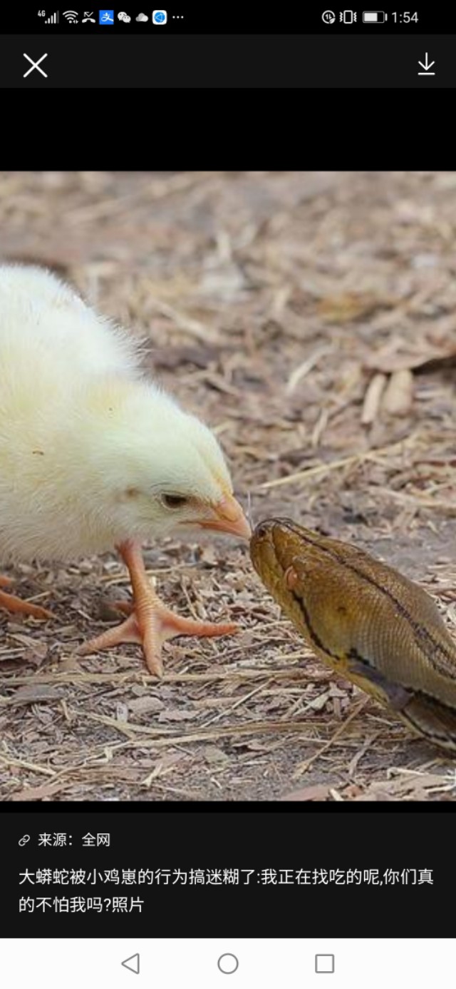 兽疫危害,怎样防散养土鸡疾病