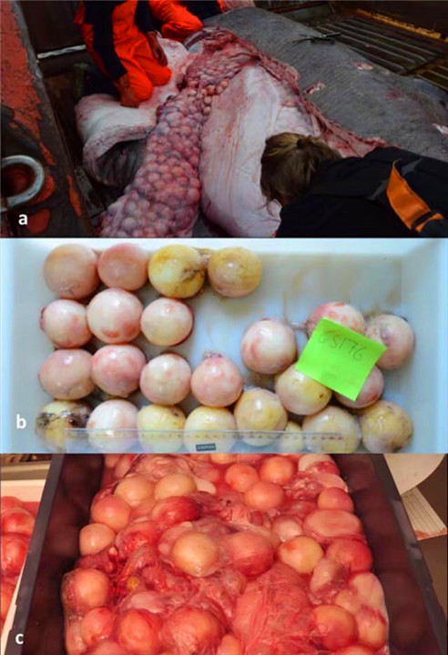 活到156岁才能繁衍后代，眼睛被寄生虫吞噬，啥也看不见