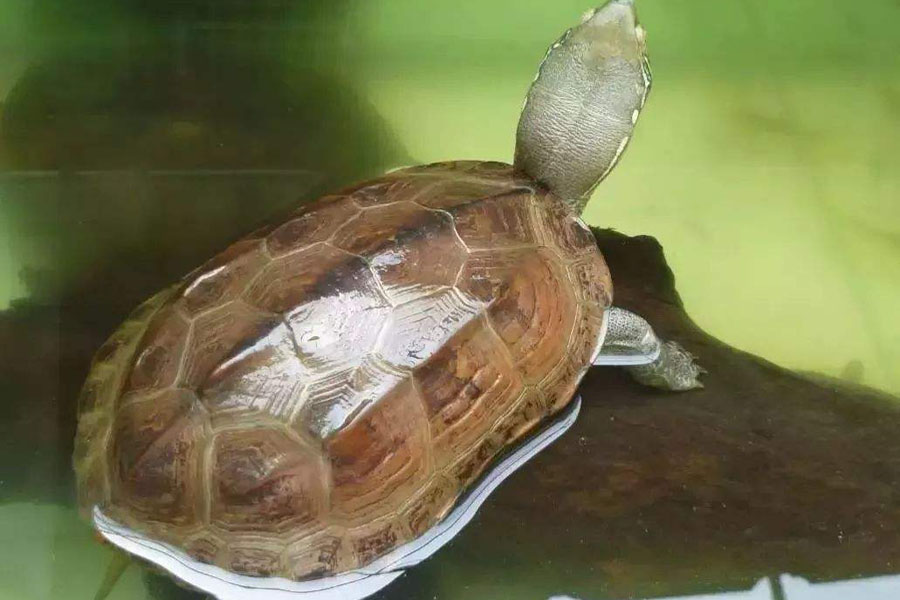 养龟不用植物怎样保持水质清洁,养龟的几种水质对龟的影响