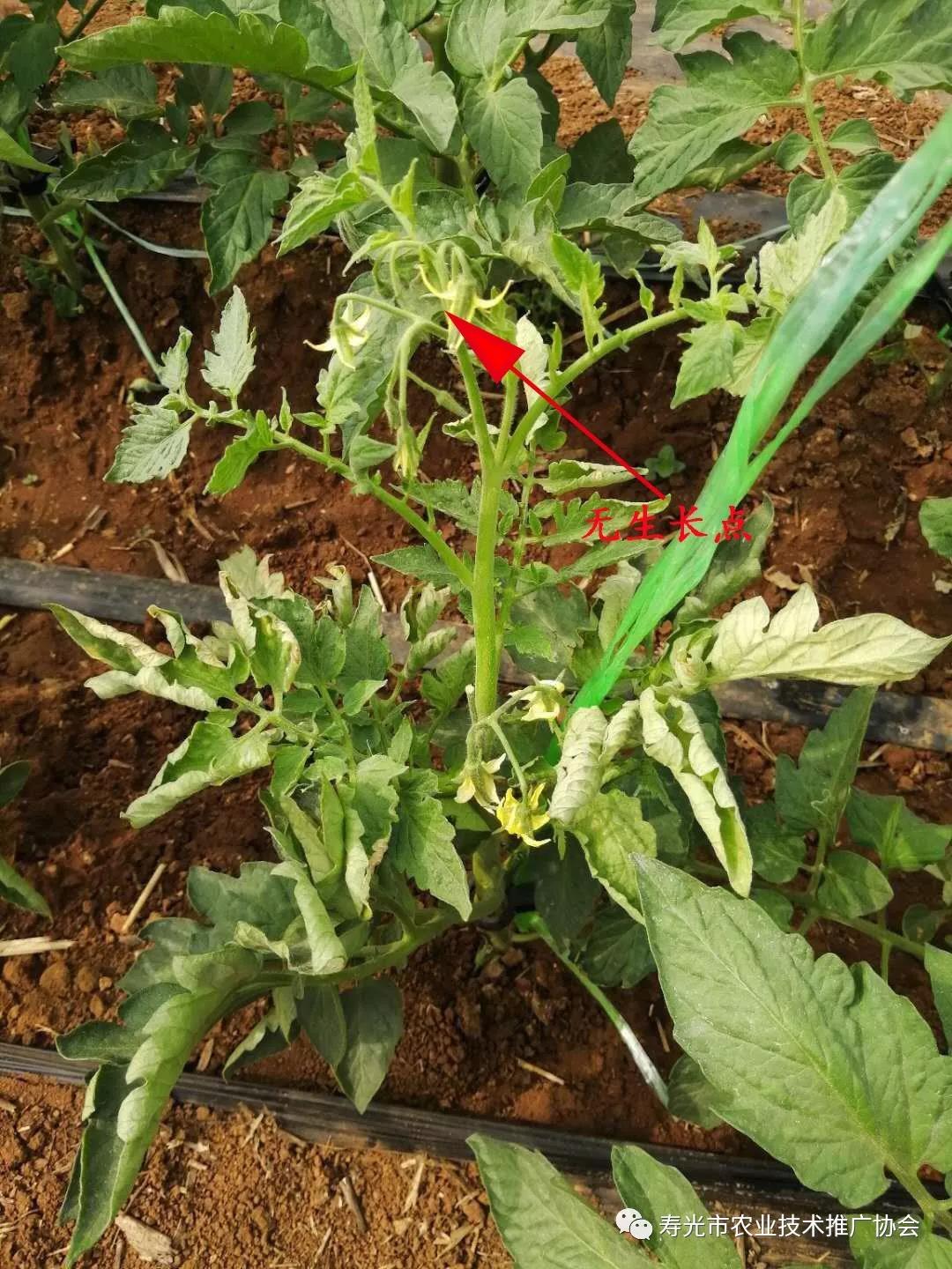 番茄花打顶补救方法,西红柿打顶花怎么处理