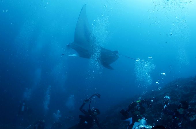 巨鲸轰炸机,鳐鱼战斗机