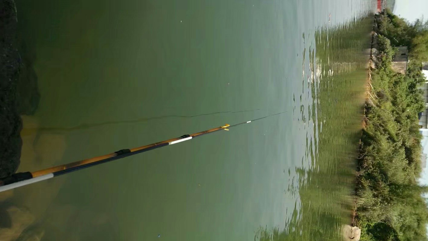 鳊鱼怎么钓效果最好,鳊鱼怎么才好钓