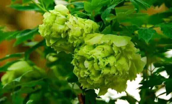 四大名品牡丹哪个好养,观赏牡丹四大名品