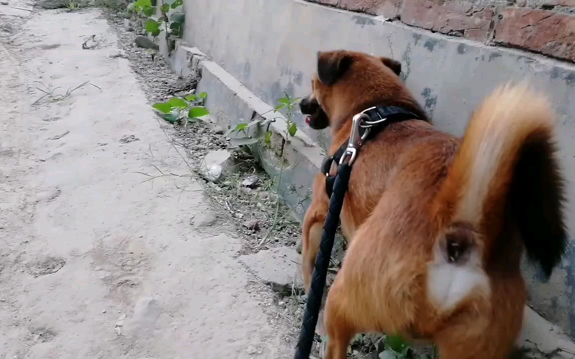 母狗生理期吃什么药干预,母狗生理期怎么避免子宫蓄脓