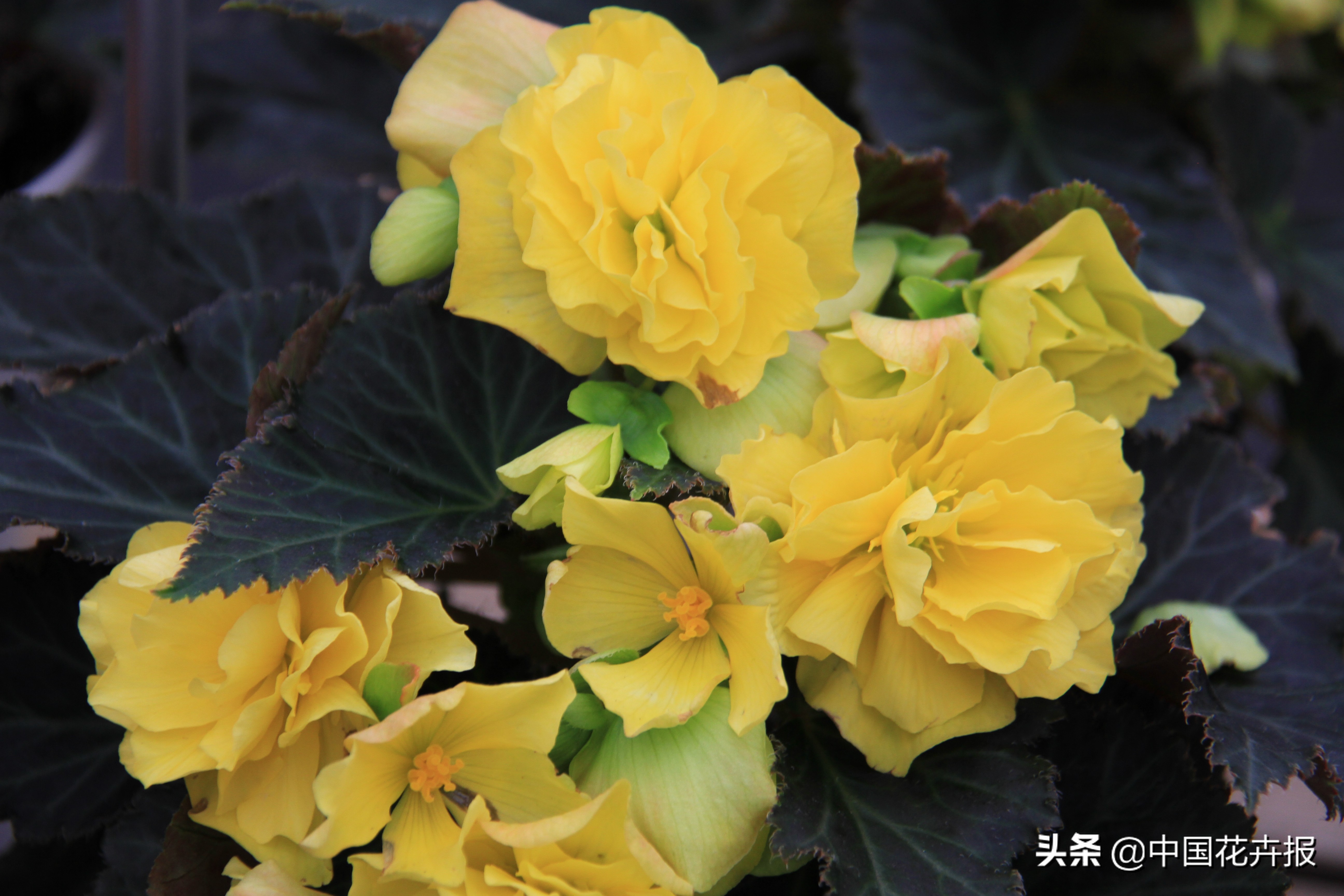 适合花园的花花草草,如何打造四季都有花的花园