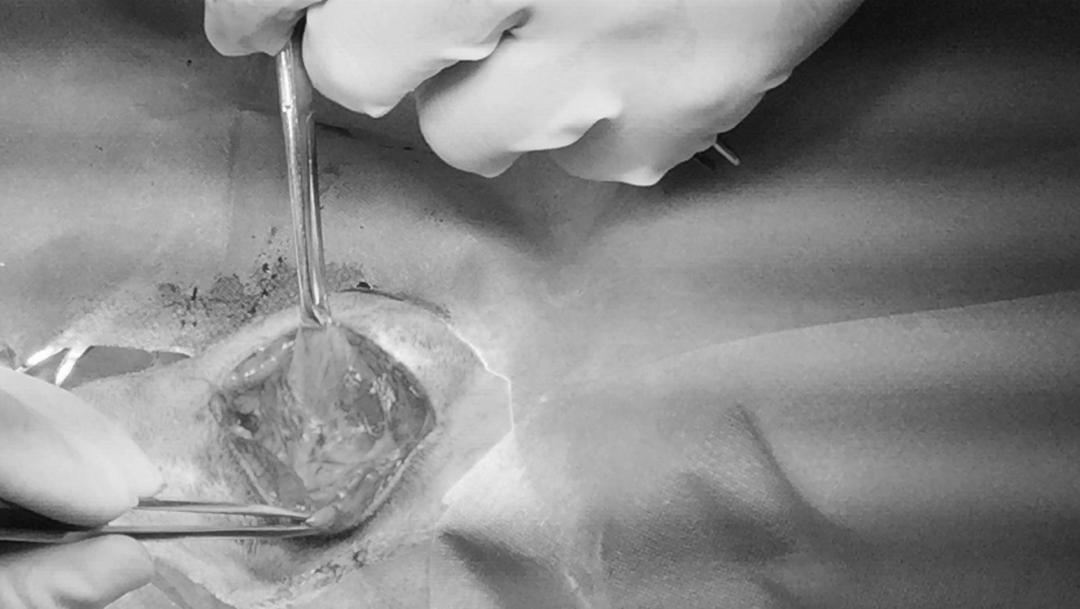 狗狗身上有肿块起脓是怎么回事,如果狗狗身上有虫子怎么办