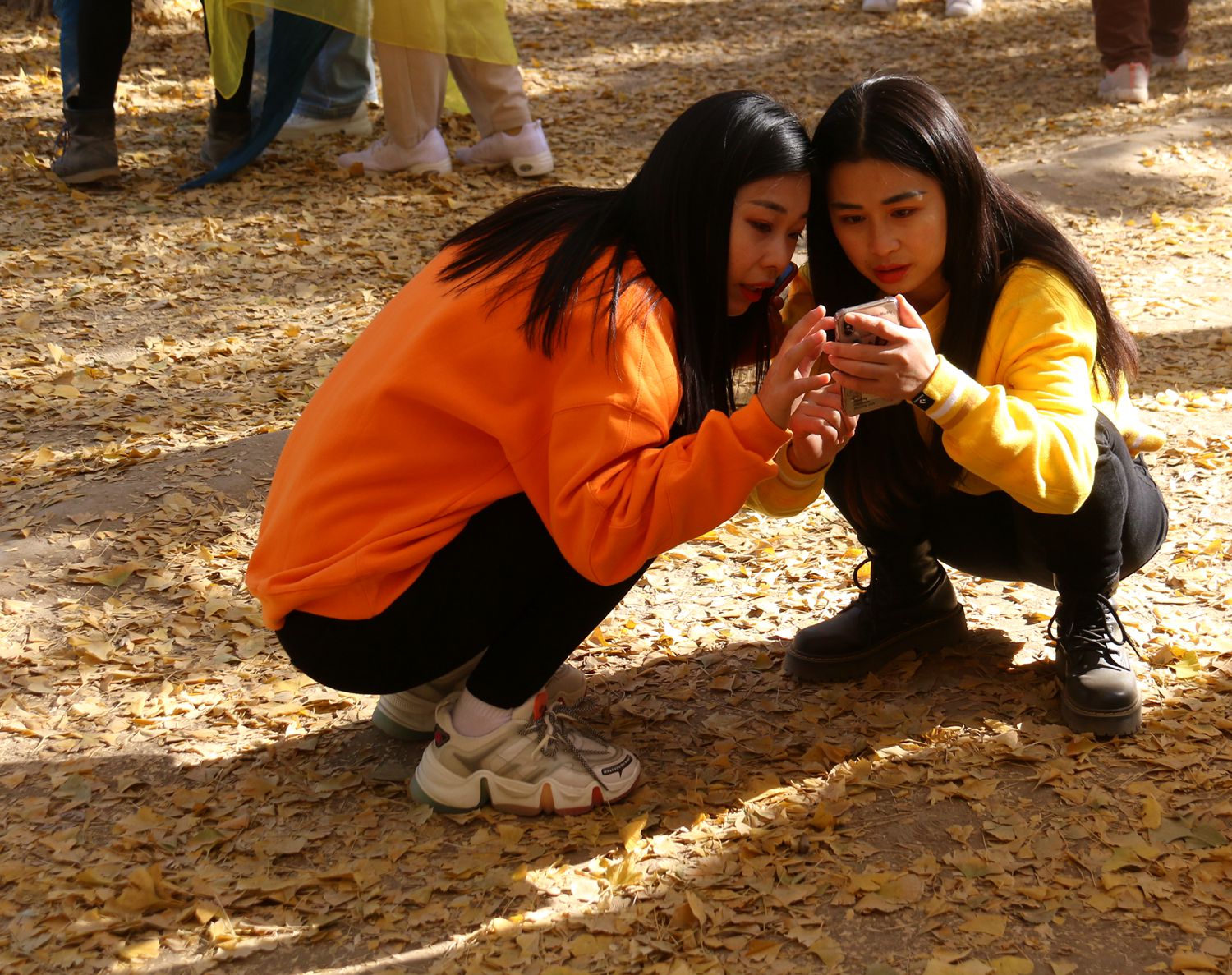 北京钓鱼台国宾馆银杏树大道,北京钓鱼台银杏大道图片