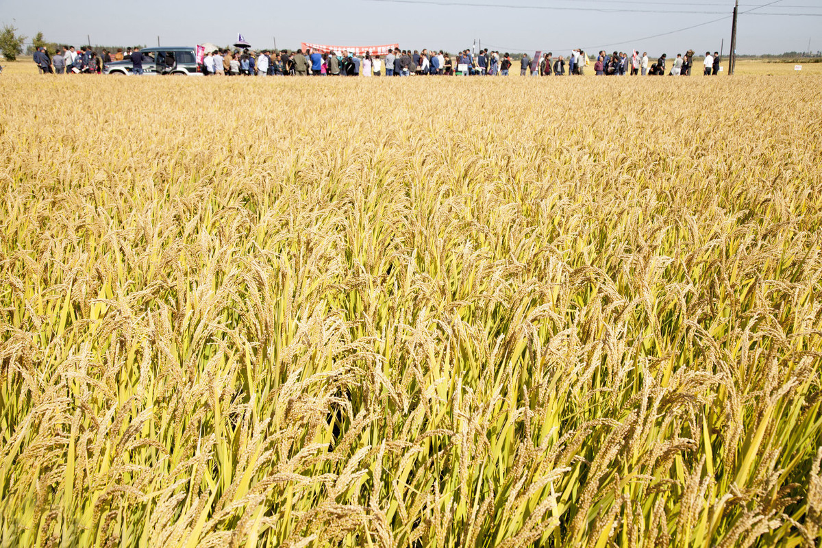 吉林出大米的县,吉林省比较有名的大米