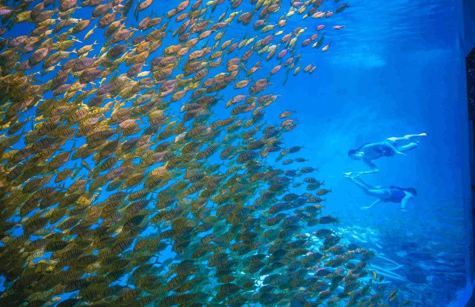 合肥首家室内动物园在哪,合肥新桥动物园