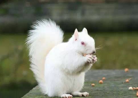 世界最罕见的十个杂交动物,世界罕见动物长得像蜘蛛但有尾巴