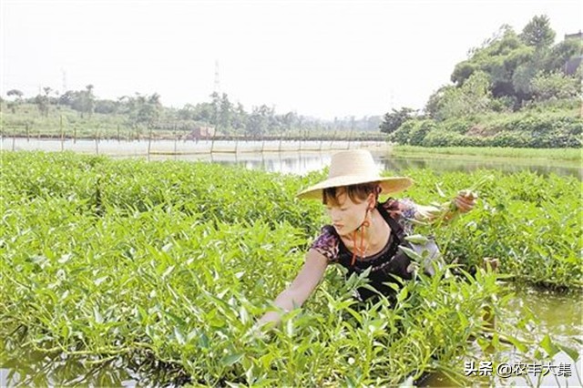 鱼塘里种空心菜可以净化水质吗,鱼塘种植空心菜