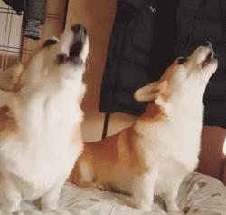 小狗警惕性高吠叫,宠物胆小