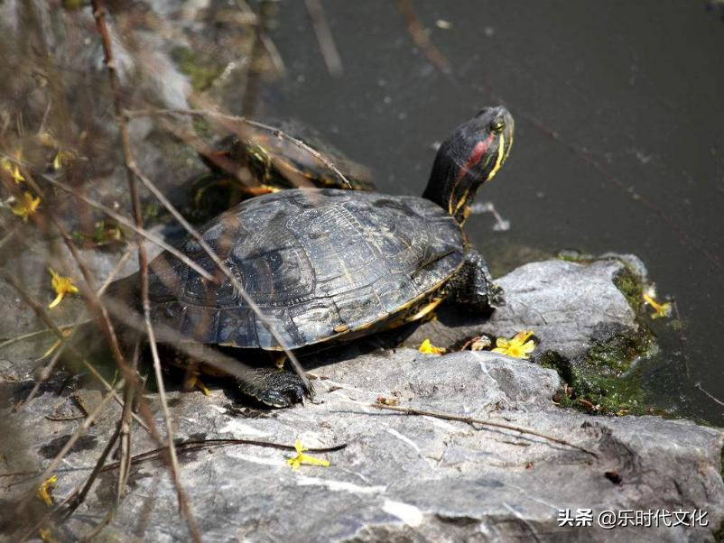 温室甲鱼的养殖方法与技术,为什么养甲鱼不养乌龟