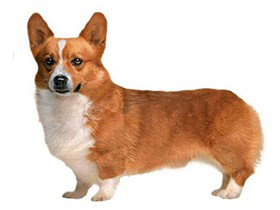 最受欢迎的四大宠物狗你养了吗,比较可爱乖巧的宠物狗有哪些