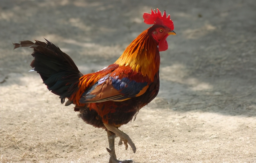 为什么公鸡吃了蜈蚣变很凶,为什么公鸡吃蜈蚣会变得很凶猛