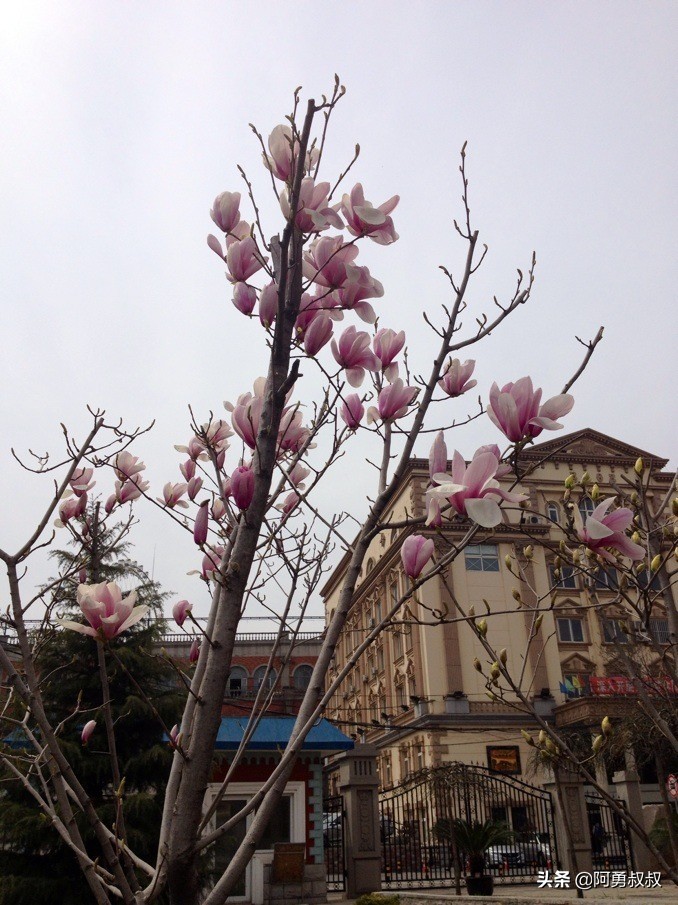 大连全国百强国际学校,大连第二十四中学全国排名