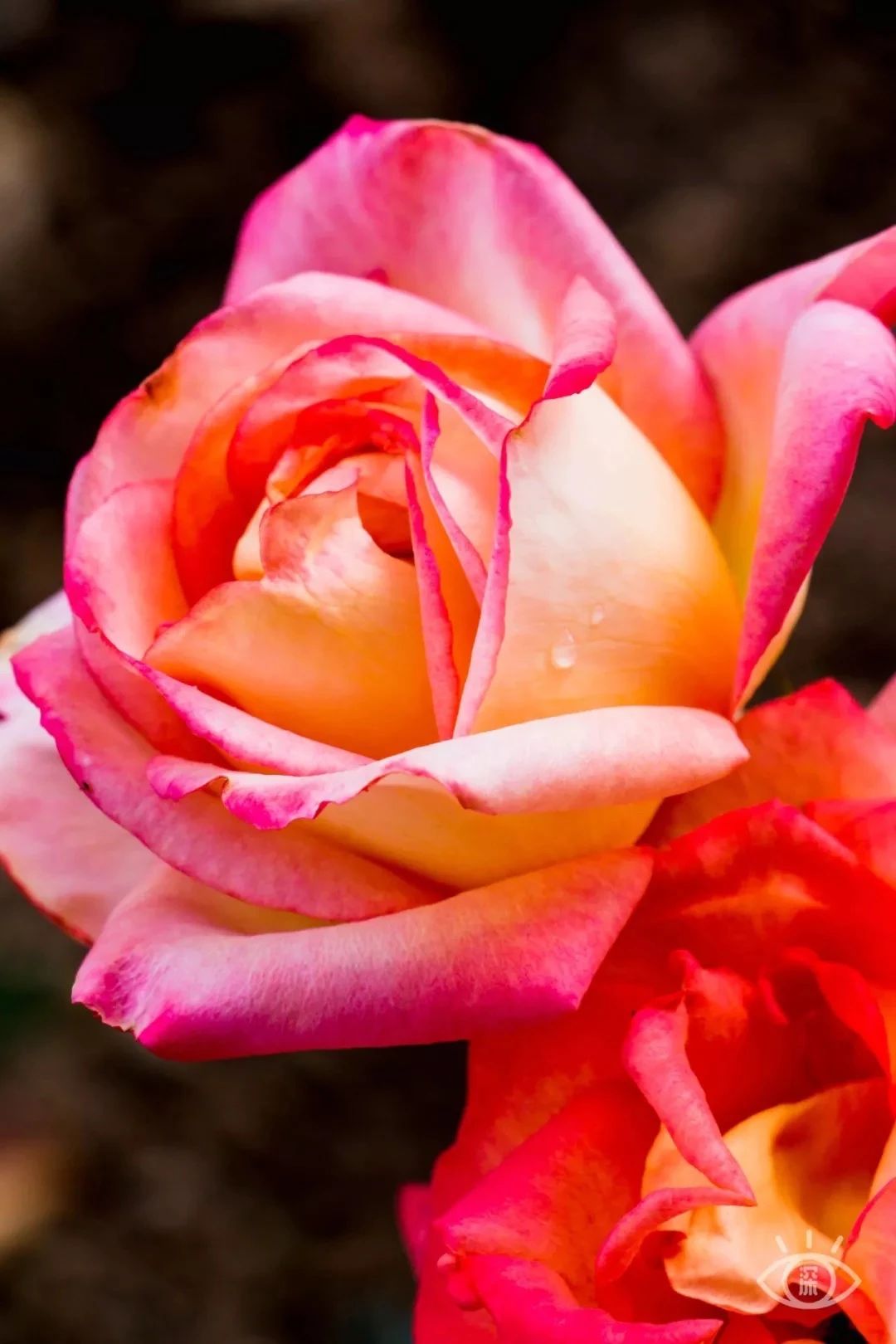 深圳好玩的地方推荐地铁4号线,深圳4号线值得玩的地方