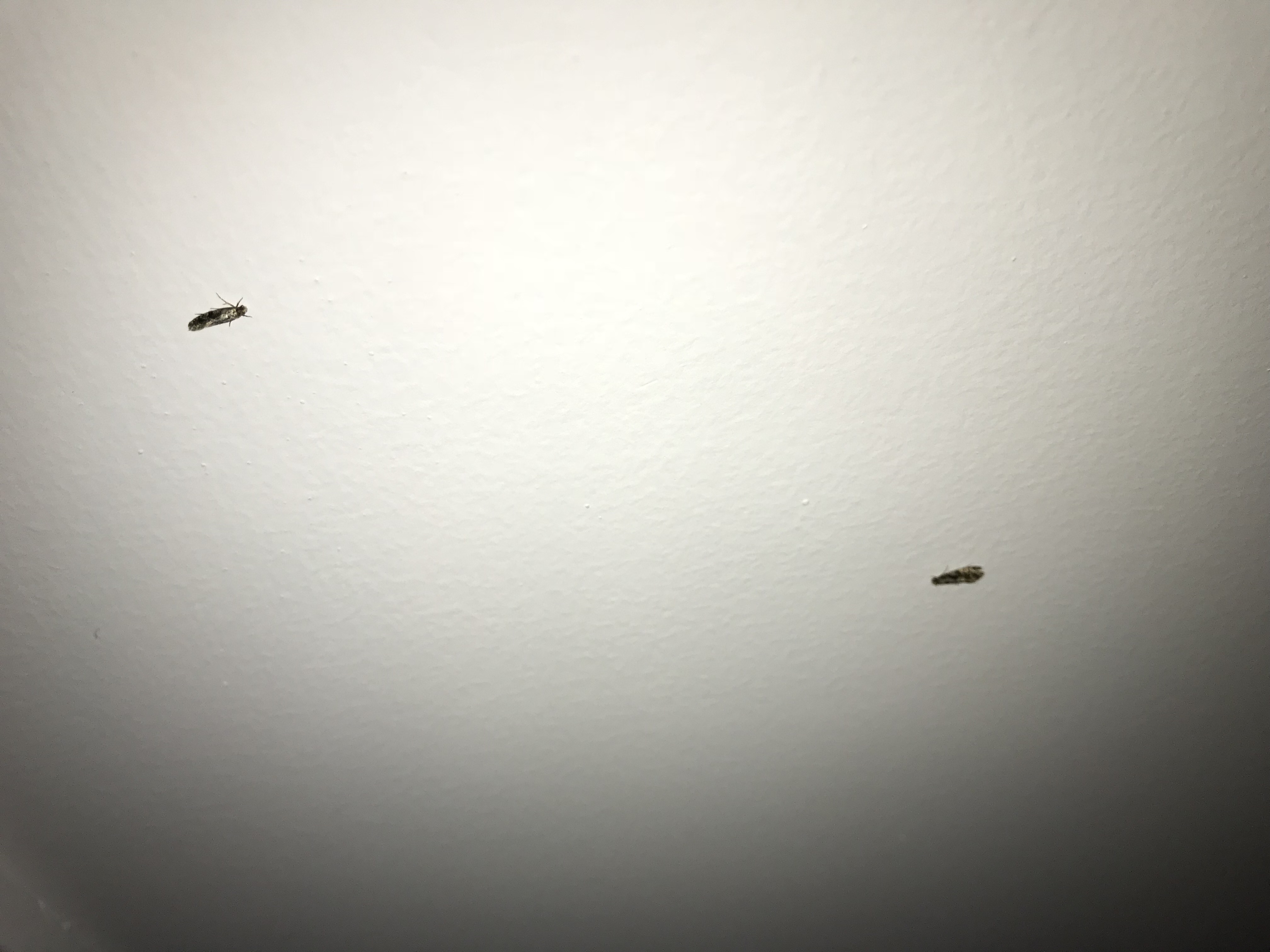 花盆里的小飞虫用什么办法能解决,花盆里有小飞虫怎么办快速解决