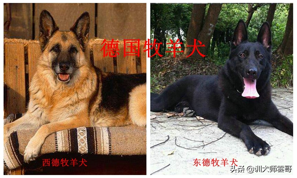 什么品种的牧羊犬最听主人的话,不常见的牧羊犬