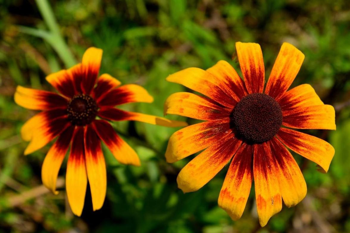 黑心菊观赏习性,黑心菊开花时间多长