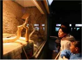 如何让观赏蛇类在人工环境下住得幸福