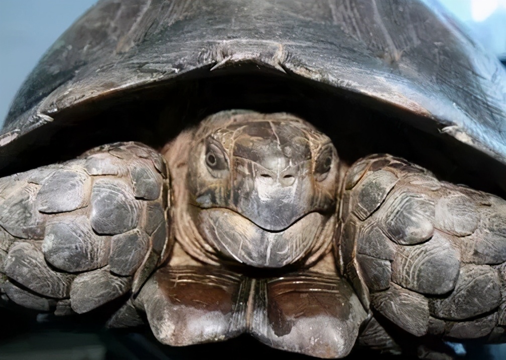 龟类纪录片,龟类图片