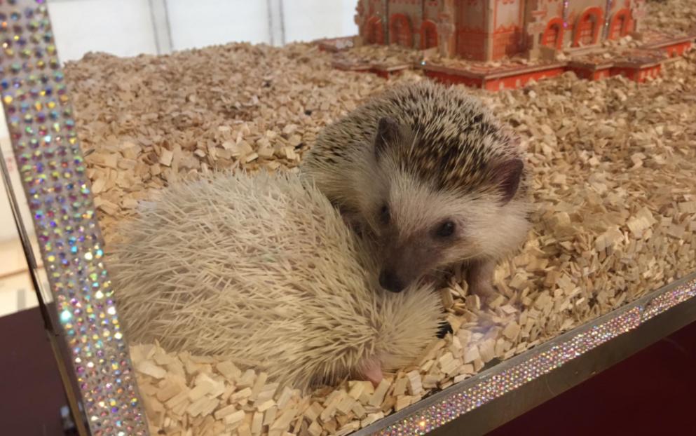 想养一只软萌可爱的非洲迷你刺猬？你需要注意这5点