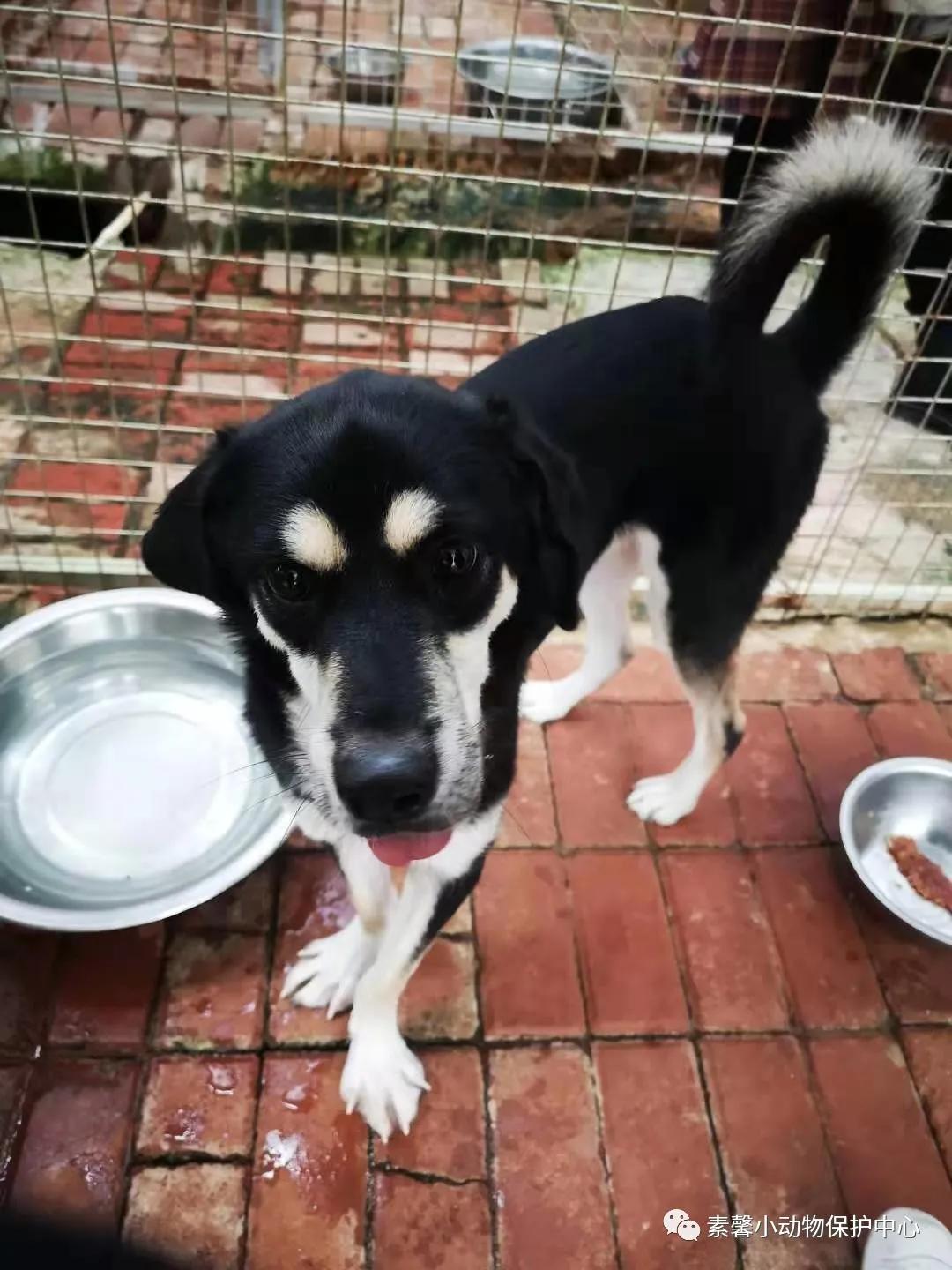 领养代替购买|2021年6月份福州线上宠物领养活动