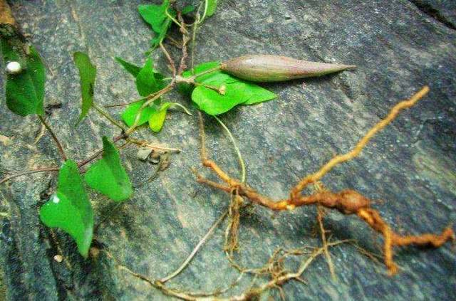 荒山石缝中一野草，路过不留意，现知是百元“乌发草”，亏大了