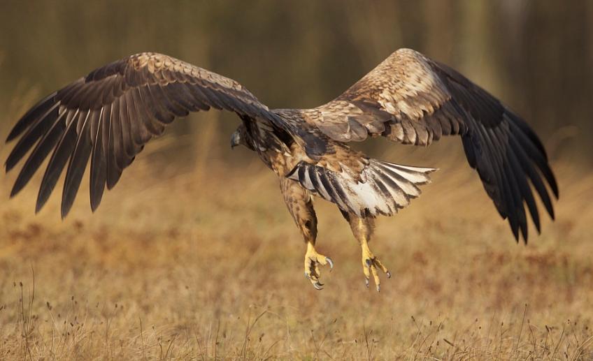 当动物面临生存危机时,当动物遇到危险时候他们会怎么做