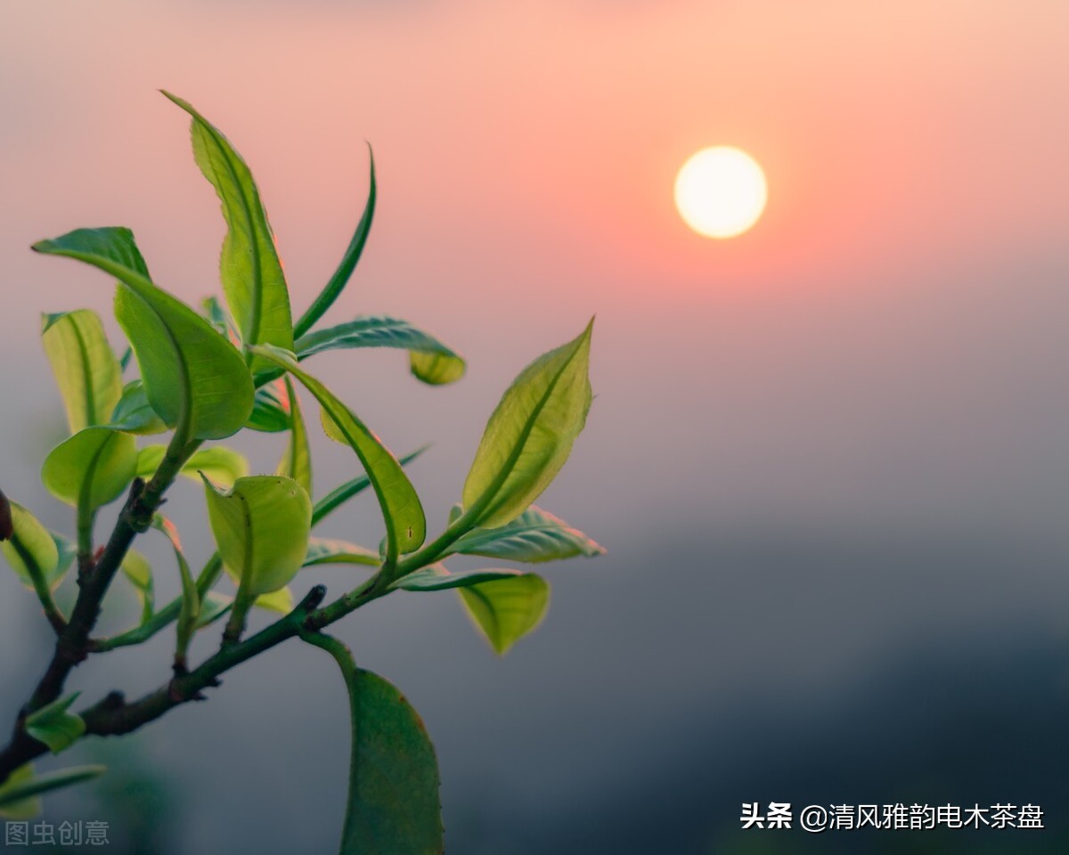 云南六大茶山普洱茶价格,六大茶山2012年黄印品牌普洱茶