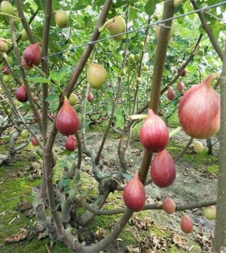 无花果的高产种植技术及管理要点,无花果怎样栽培才能获得高产