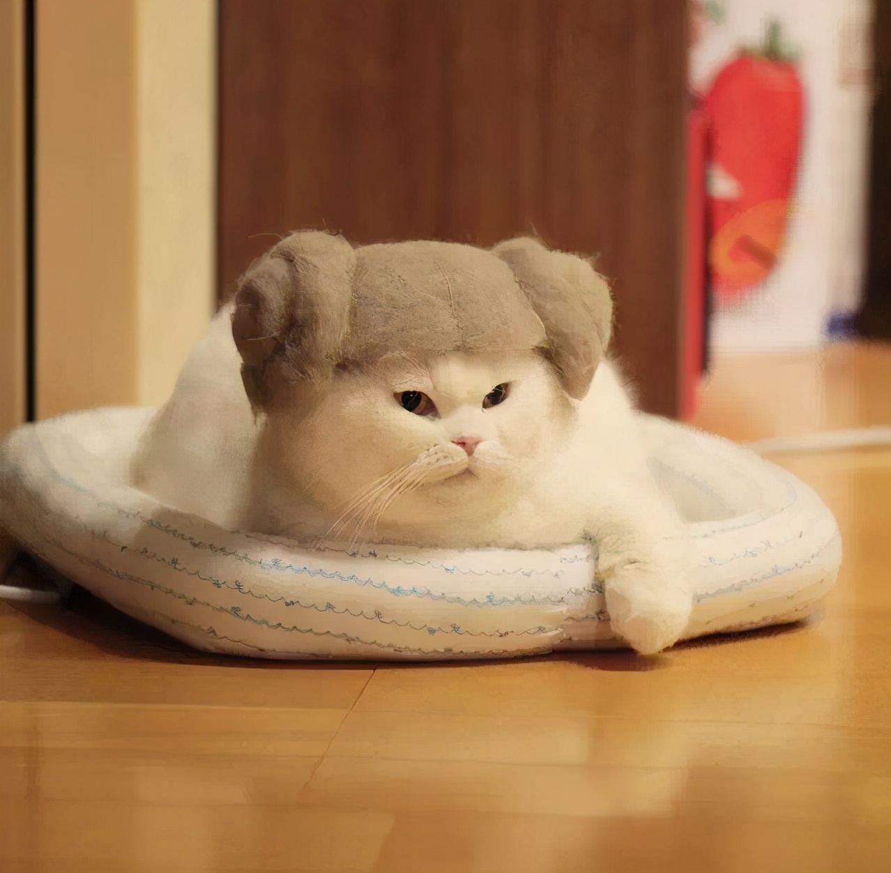 网友晒出5颗巨型毛球，救命！我快要窒息了