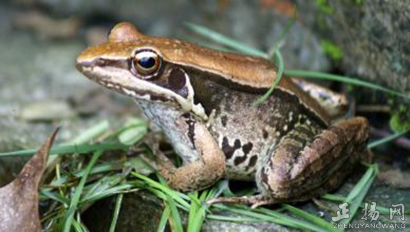 童年野外捉鱼,童年溪边捉鱼