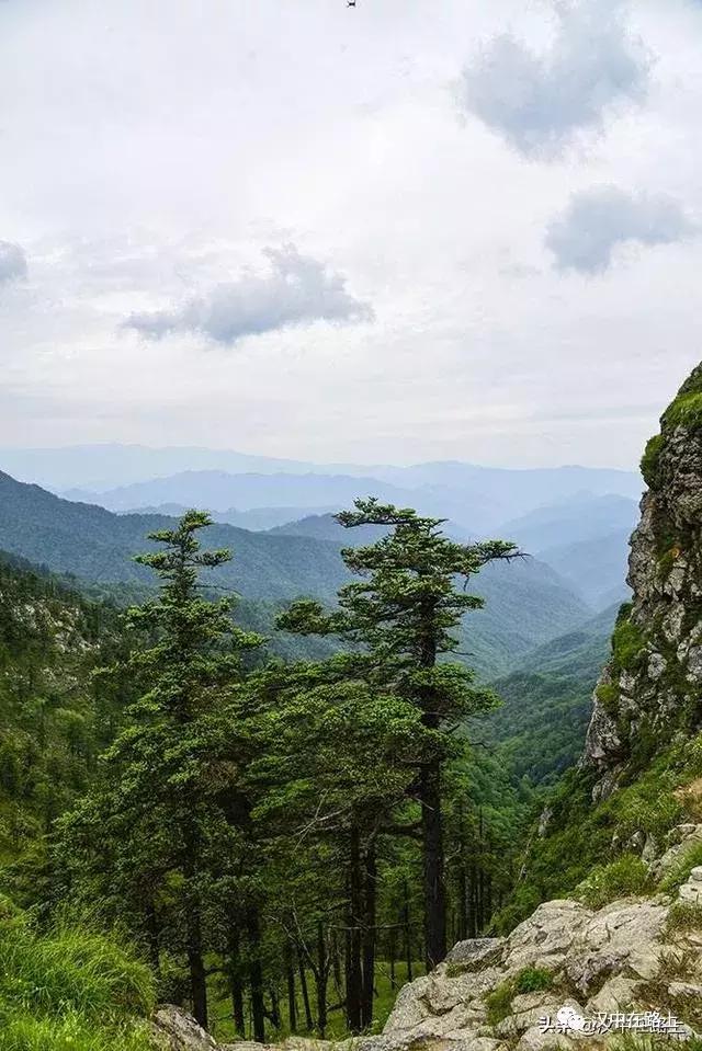 探秘汉中,汉中一村子窜入野生羚牛