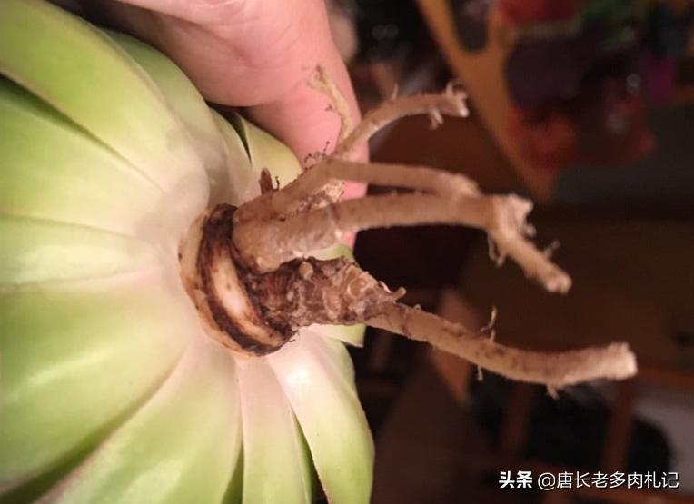 露娜莲多肉怎么出颜色,多肉露娜莲的养护方法