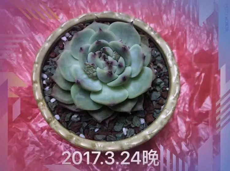 我和多肉,我与多肉