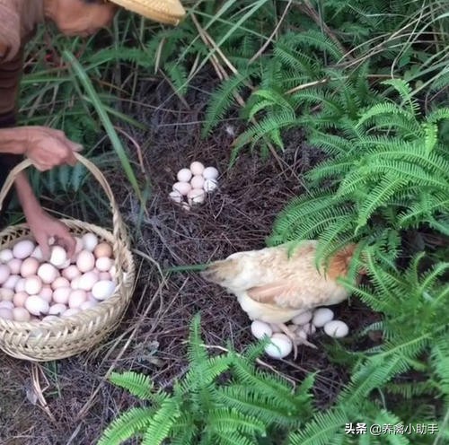 散养土鸡养殖成本计算方法有哪些,散养土鸡的成本与利润是多少
