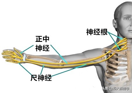 臂丛三束的主要分支,臂丛锁骨下部的主要分支及分布