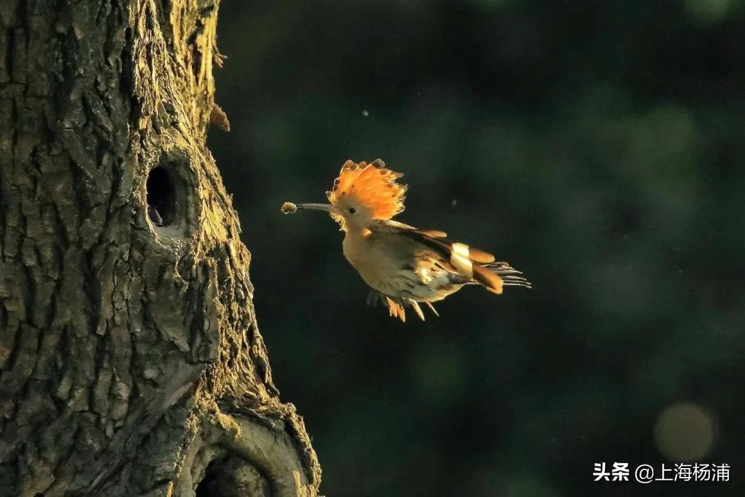 冬季引来最佳观鸟季,观鸟季一年一度