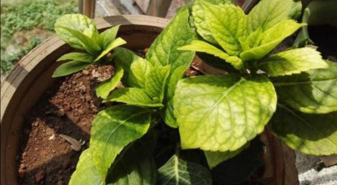 刚买的绣球无尽夏叶片发黄怎么办,绣球花苗叶子发黄枯萎是什么原因