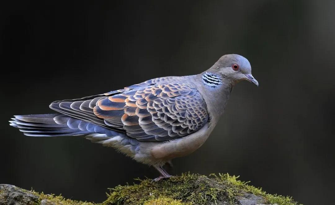 吃斑鸠有没有毒,吃斑鸠有什么效果吗